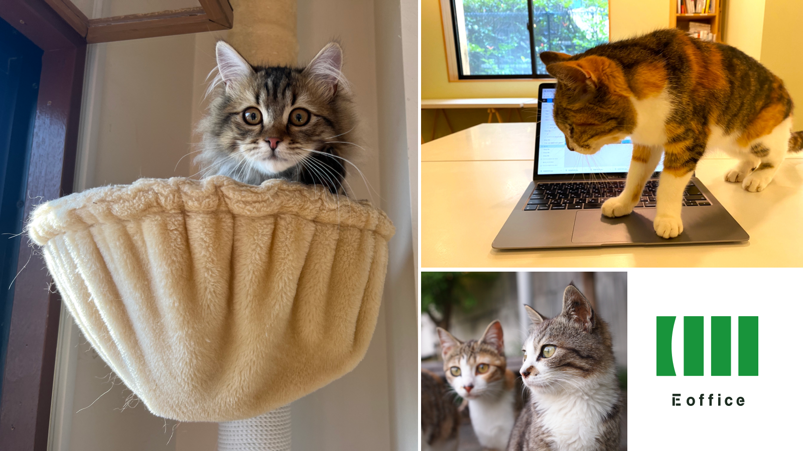 猫の日】生産性だけじゃなくて幸福度も上がる!?猫と出会えるコ